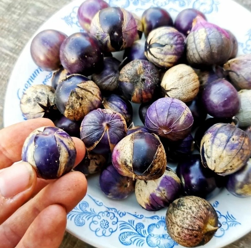 Саженцы физалиса Конфитюр в горшках купить в Алматы питомник растений PLANTS